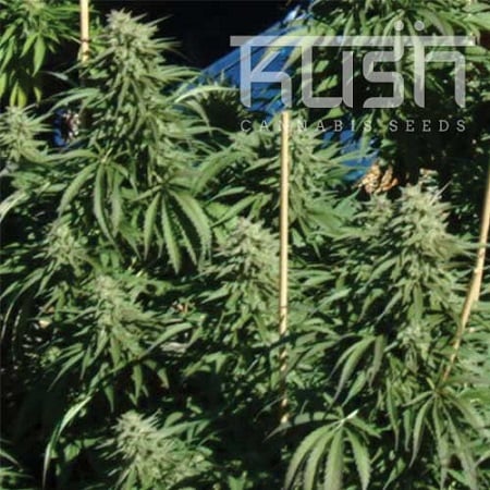 Kush Cannabis Seeds Diesel Kush Regular