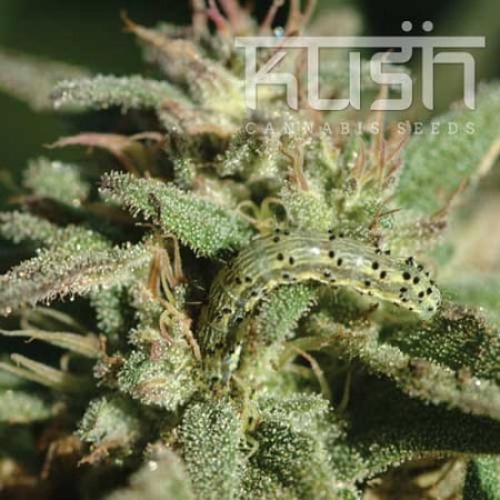 Kush Cannabis Seeds White Kush Regular