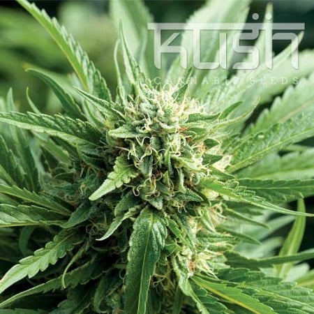 Kush Cannabis Seeds Blueberry Regular