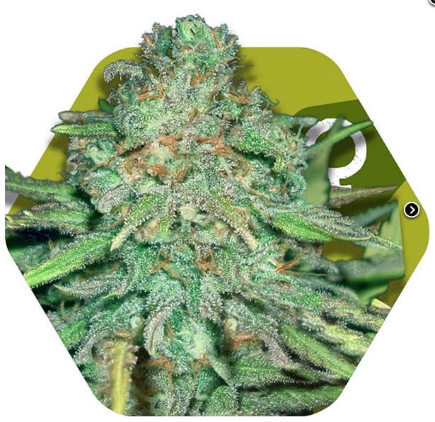 Zambeza Seeds Lemon Kush Feminized    