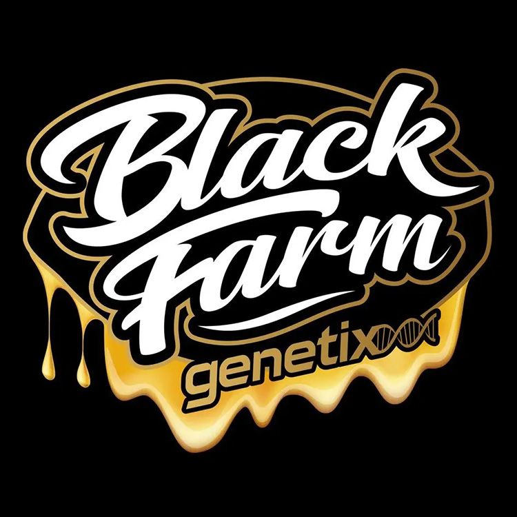 Sinaloa Cake - Feminized - Black Farm Genetix   