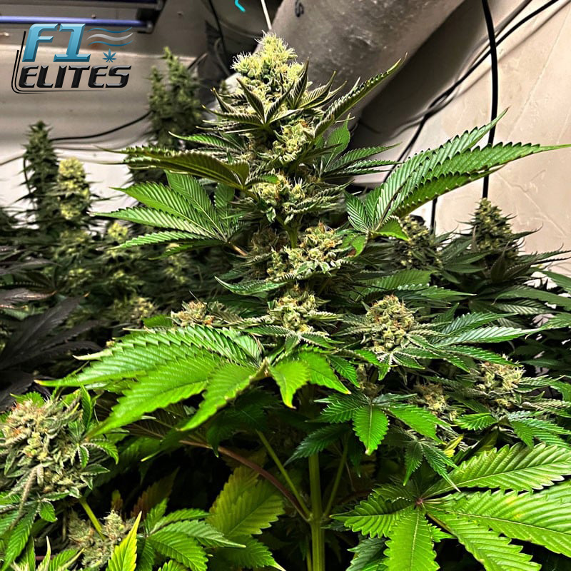 F1 Cannabis Elites MAC Peaches Feminised   