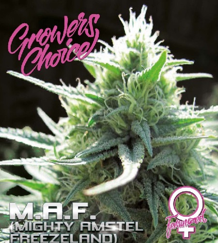 MAF Mighty Amstel Freezeland - Feminized - Growers Choice