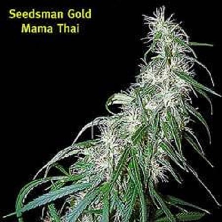 Mama Thai – Regular – Seedsman