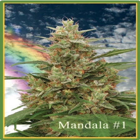 Mandala Seeds Mandala #1 Regular