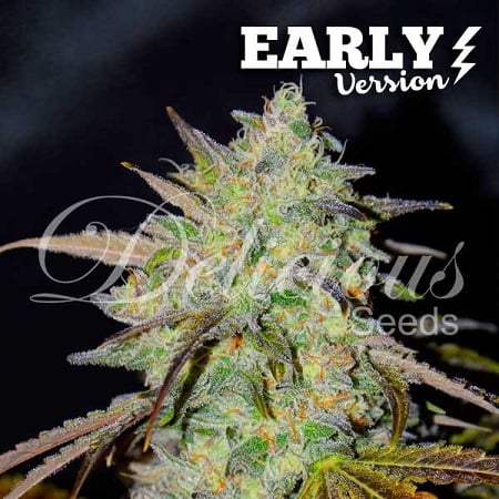 Delicious Seeds Marmalate Early Version Feminized
