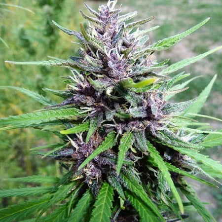 Master Hemp CBD (MH-1) Feminized Cannabis Seeds by Medical ...