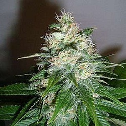 World of Seeds Medical Collectioin Mazar x Great White Shark Feminised