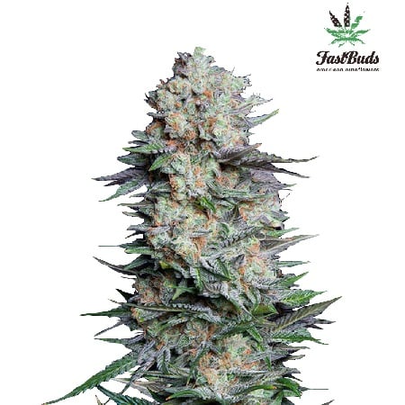 Mexican Airlines Auto – Feminized – Fast Buds