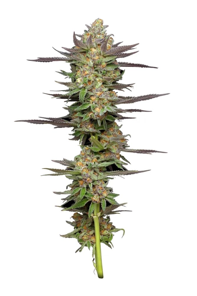 Mint Jelly Auto - Feminized - 2024 Cannabis Seed Collection  