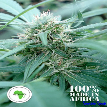 Seeds of Africa Mozambica Regular