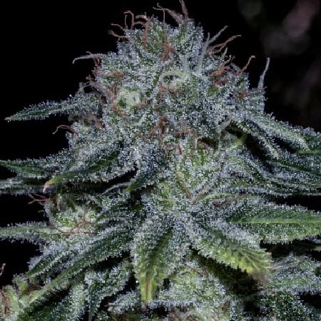 Mystic Cookies - Feminized - Positronics