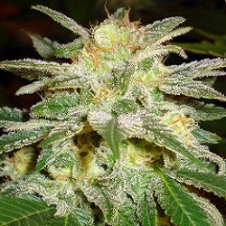 World of Seeds Legends Collection New York 47 Feminized