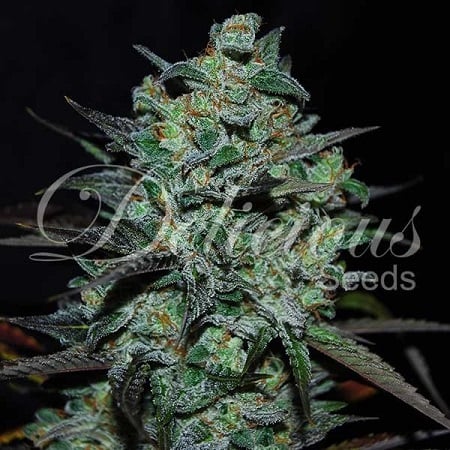 Northern Light Blue THC-FREE - Feminized - Delicious Seeds