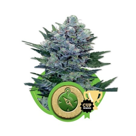 Northern Light Auto – Feminized – Royal Queen Seeds