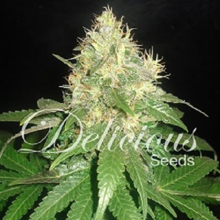 Delicious Seeds Northern Light Blue Feminized