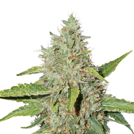 Seed Stockers Seeds Northern Lights Feminized