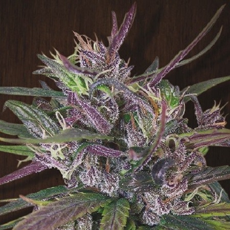 Oldtimer's Haze - Regular - Ace Seeds