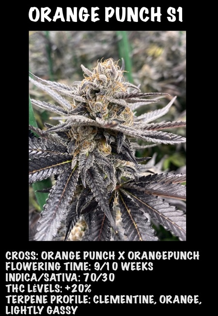 Orange Punch S1 - Feminized - Black Farm Genetix
