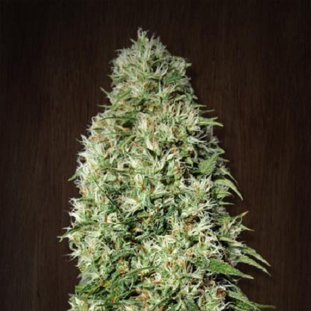 Orient Express - Feminized - Ace Seeds