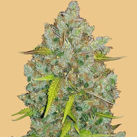 Original Auto BubbleGum - Feminized - Fast Buds