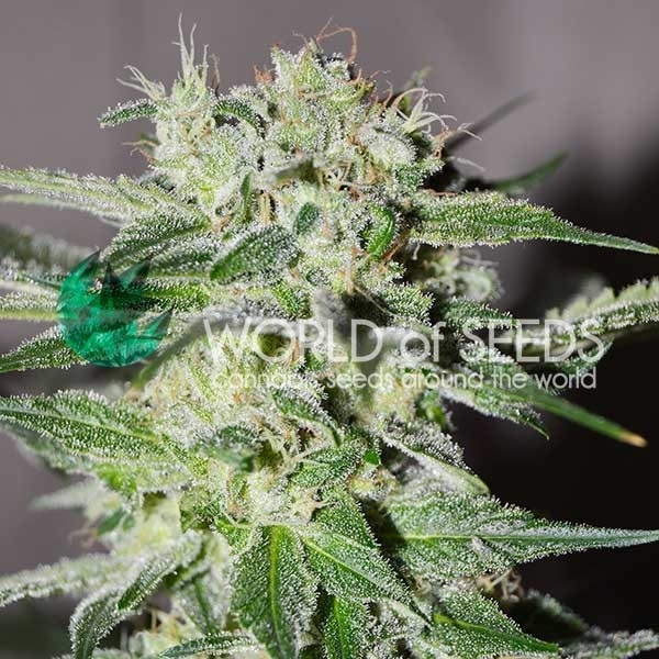 Pakistan Valley Early Version - Feminized - World of Seeds  