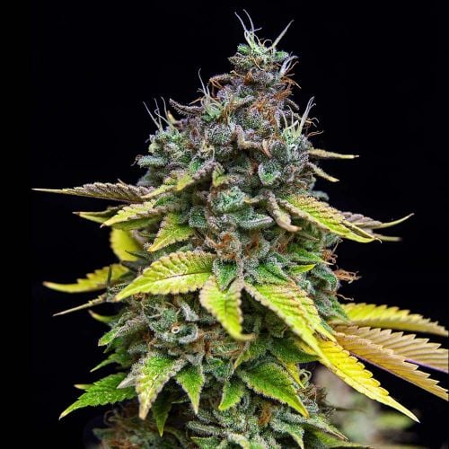 Papaya Cooler - Feminized - Grateful Seeds     
