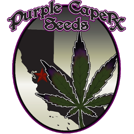 Purple Caper Seeds Cherry Cake Regular