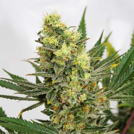 Pineapple Amnesia – Feminized – Garden of Green Pineapple Amnesia – Feminized – Garden of Green