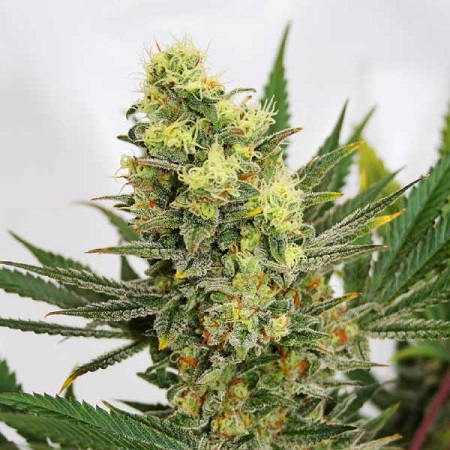 Pineapple Amnesia – Feminized – Garden of Green