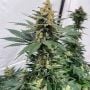 Brothers Grimm Seeds Pineapple XX Feminized  