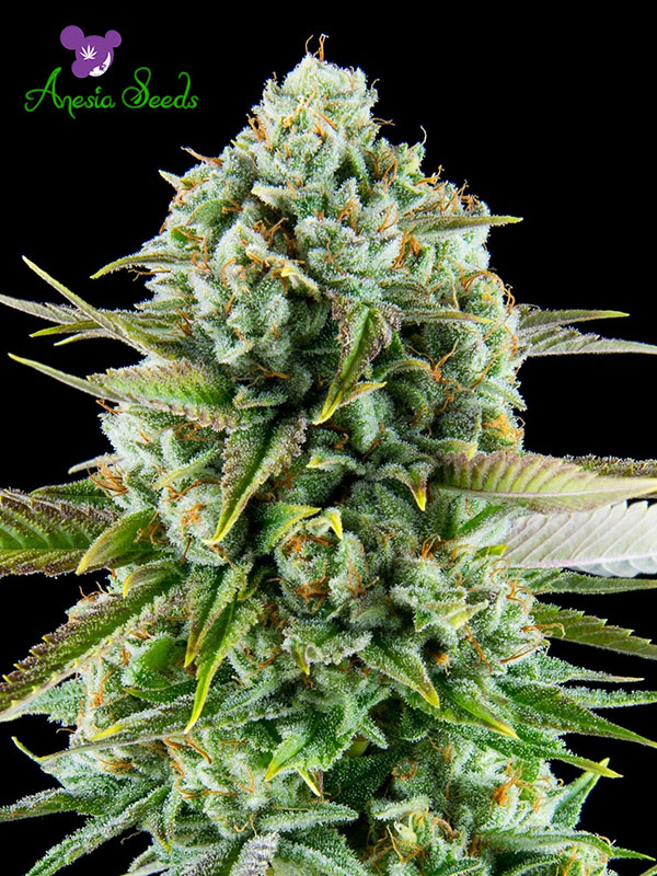 Pink Starburst - Feminized - Anesia Seeds  