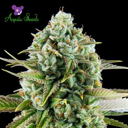 Pink Starburst - Feminized - 2022 Cannabis Seed Collection