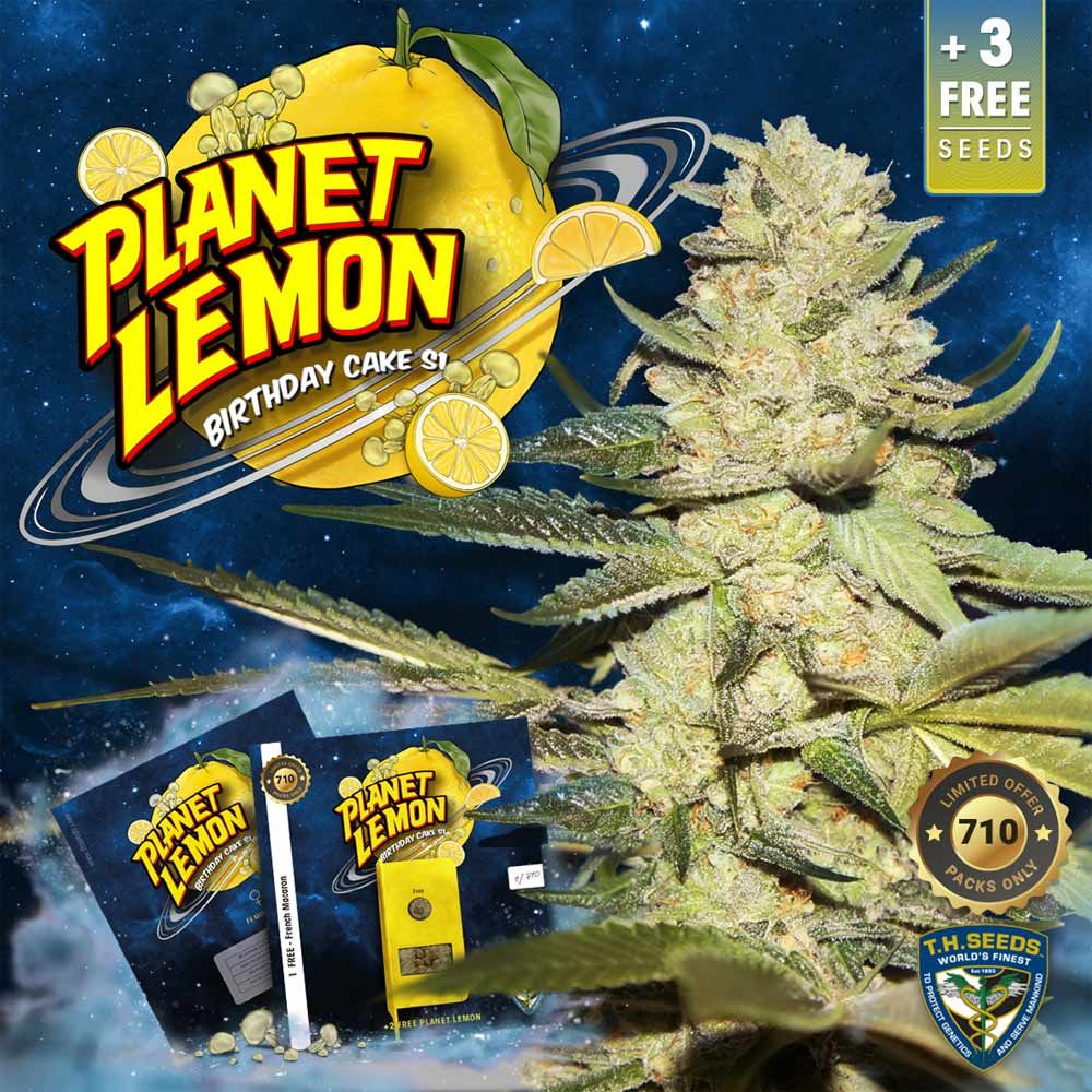 Planet Lemon - Feminized - T.H.Seeds 