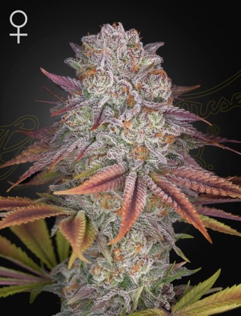 Green House Seeds Pulp's Friction Feminized 