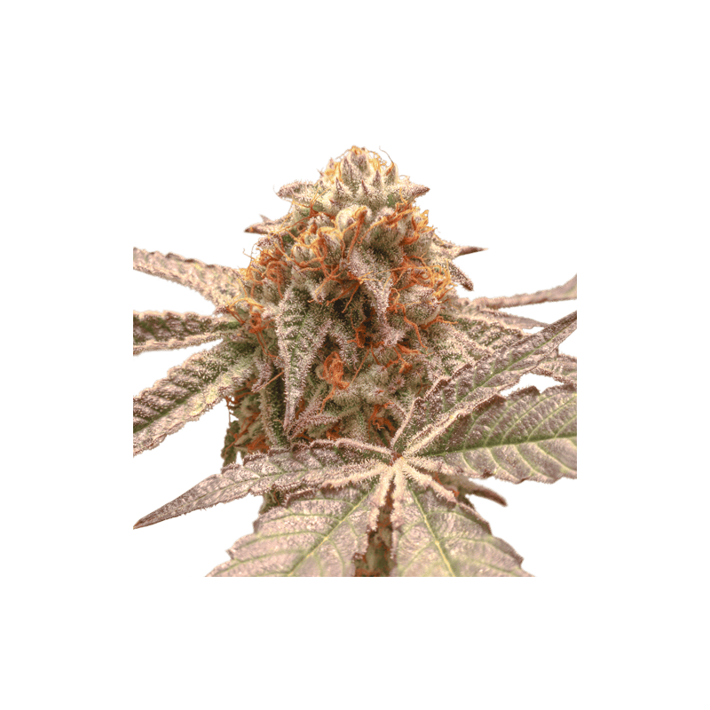 Purple OG Punch - Feminized - Super Sativa Seed Club 
