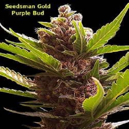 Seedsman Seeds Purple Bud Regular