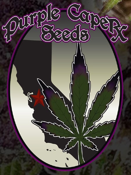 Purple Caper Seeds Grandma's Batch Regular