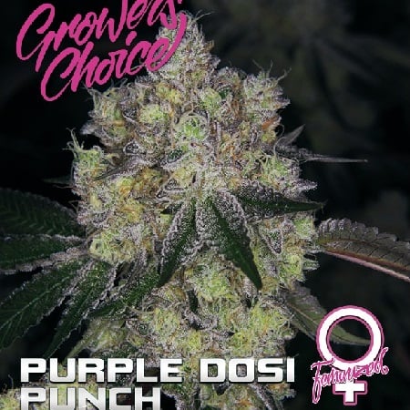 Purple Dosi Punch - Feminized - Growers Choice