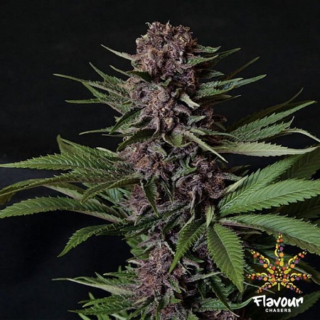 Flavour Chasers Seeds Purple Mazel Tov Feminized