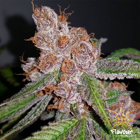 Flavour Chasers Seeds Purple Urkle Feminized
