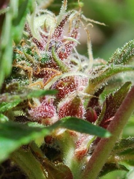 Female Seeds Red Purps Feminized