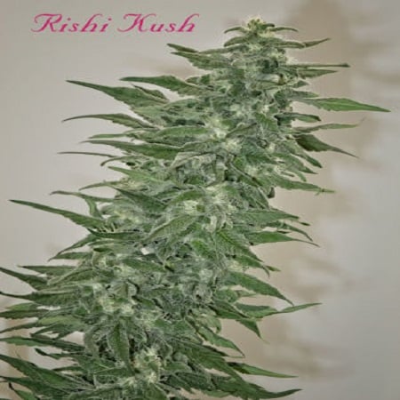 Mandala Seeds Rishi Kush Regular