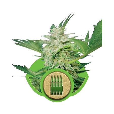Royal AK Automatic – Feminized – Royal Queen Seeds