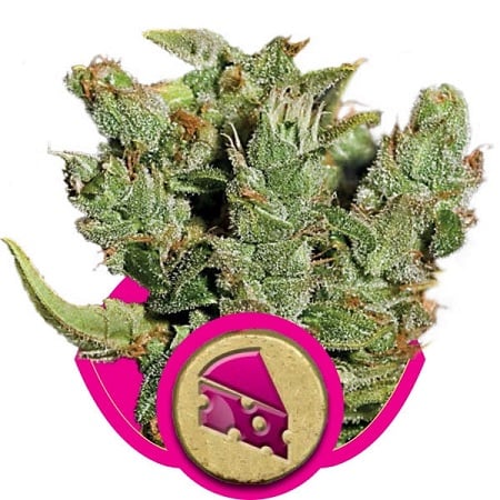 Royal Cheese Fast Version – Feminized – Royal Queen Seeds