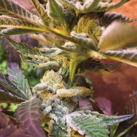 Royal Sour - Regular - Emerald Mountain Legacy