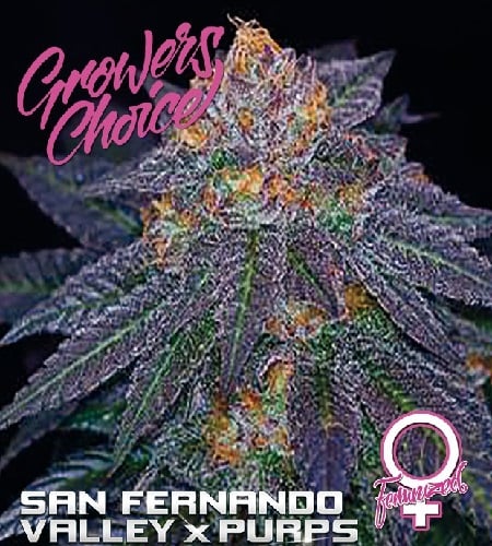 San Fernando Valley x Purps - Feminized - Growers Choice