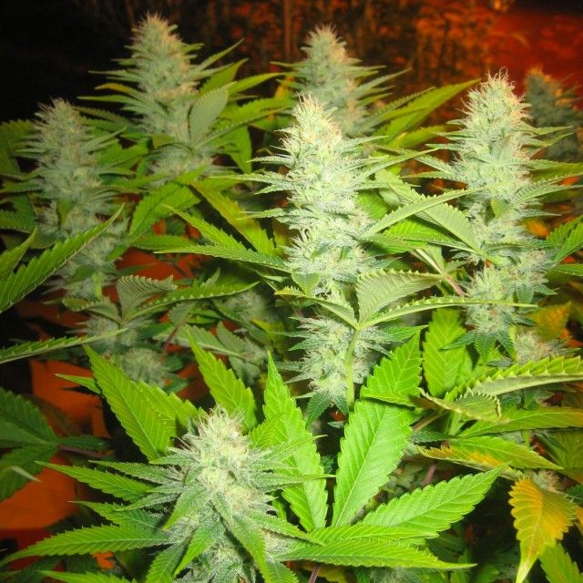 Seedism Seeds Milk Feminized 