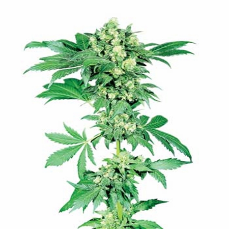 Afghani #1 – Regular – Sensi Seeds