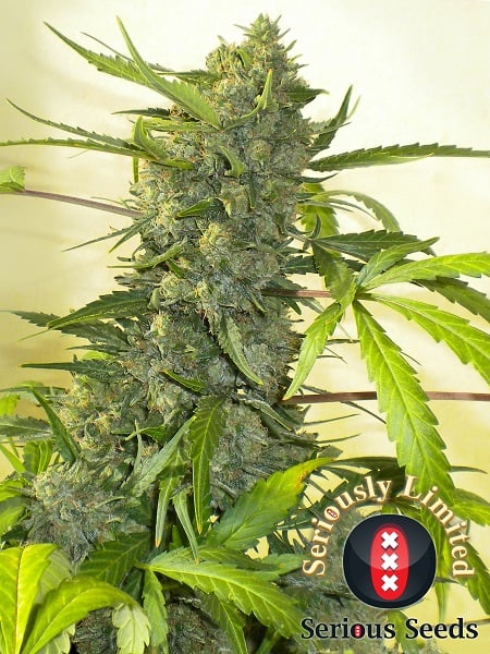 Serious Seeds Serious Happiness Feminized